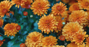 perennials fall color alexandria chrysanthemums