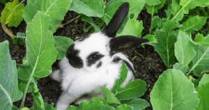 pest control maryland virginia rabbit vegetable garden
