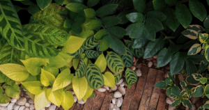 best houseplants growing low light alexandria plant medley