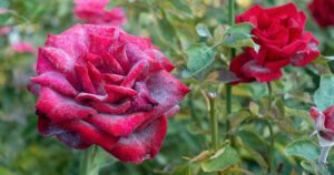 powdery mildew on red rose greenstreet gardens