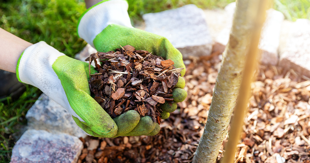 Pine Bark Mulch Uses - Are There Benefits Of Pine Bark Mulch In Gardens