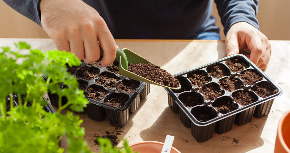 planting seeds in cell tray