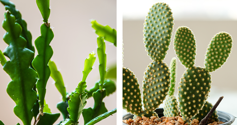 hottest houseplants of 2021 fishbone cactus and bunny ear cactus