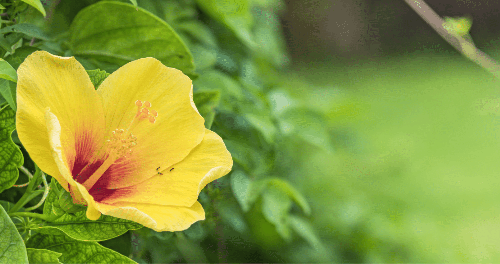 Yellow Hibiscus Flower Seeds Here For You! 