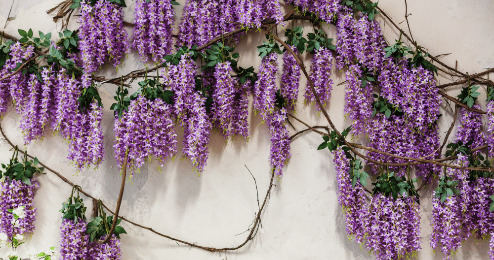 gorgeous wisteria growing on a vine in the backyard greenstreet gardens
