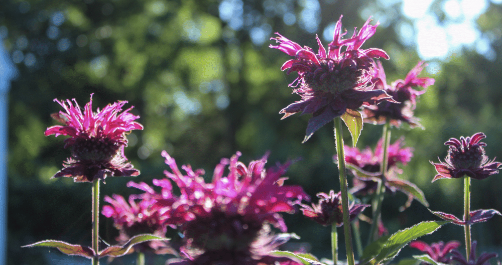 beautiful bee balm flowers blooming in the sun light on a summer day greenstreet gardens