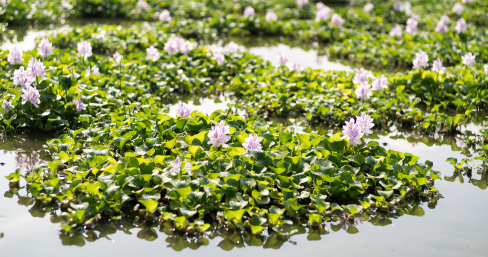 beautiful water hyacinth growing in a pond in the summertime greenstreet gardens