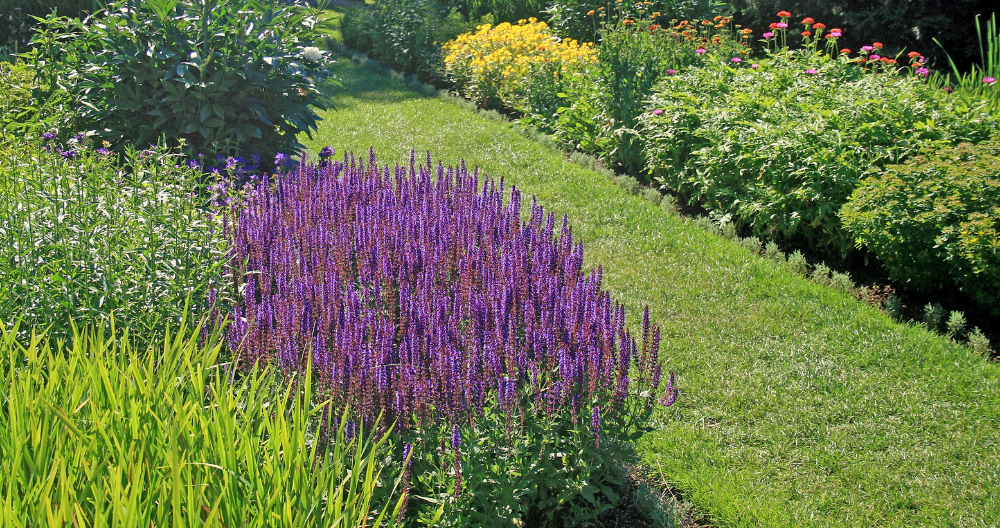 purple salvia plants basking in the sun on a hot summer day greenstreet gardens
