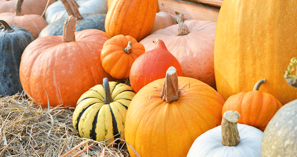multi colored pumpkins at harvest time in the fall greenstreet gardens