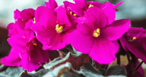 -African violet houseplant Greenstreet gardens