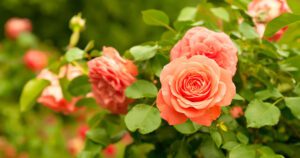 Greenstreet Gardens-Pet Friendly Perennials --rose pet friendly