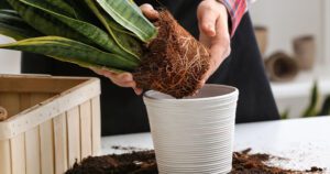 Greenstreet Gardens-When And How to Repot Your Houseplants-transplanting snake plant houseplant