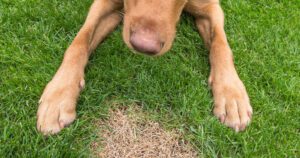 greenstreet gardens - dog urine spot on grass