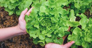 Greenstreet Gardens-How to Grow Lettuce-lettuce growing in garden