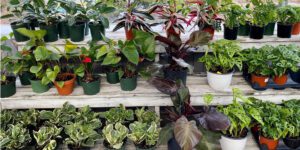 Greenstreet Gardens-Virginia-assorted houseplants