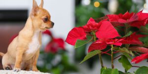 Greenstreet Gardens-Virginia-Myths About Poinsettias and Christmas Plants-dog and poinsettia