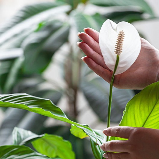 Greenstreet-Gardens-How-Houseplants-Can-Help-S.A.D-peace-lily-blooming-in-home-Crop
