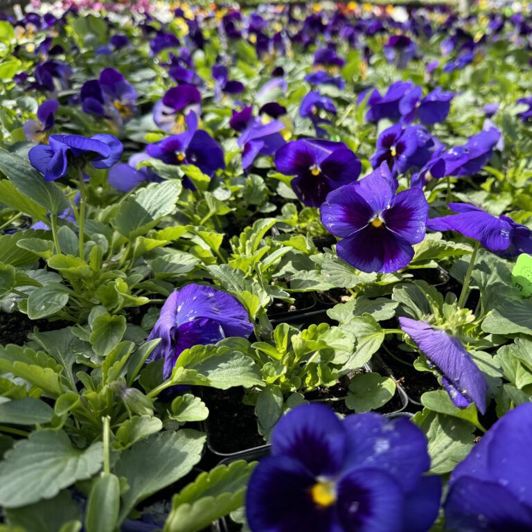 2024-04-07-Greenstreet-Growers-Flowers-Pansy-Spring-Matrix-Blue-01